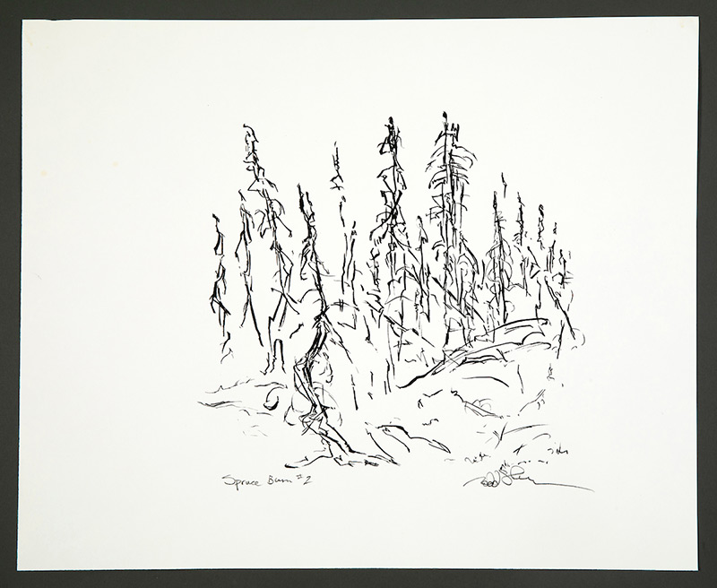 sketch of boreal forest