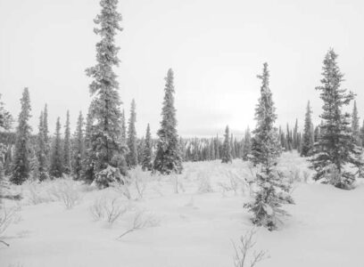 Listening and learning from the boreal forest