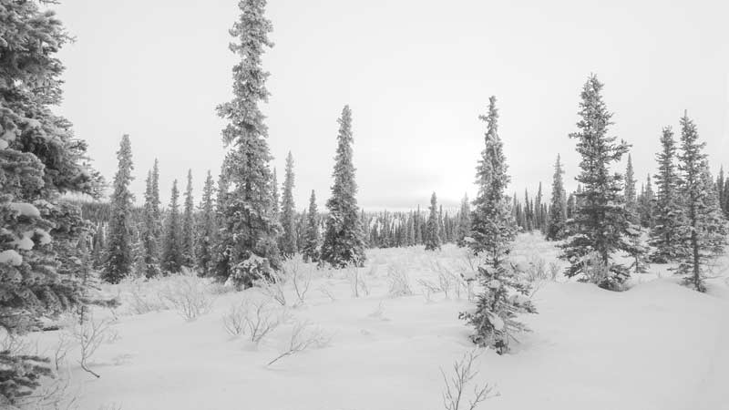 Listening and learning from the boreal forest