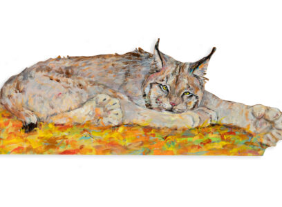 Lynx Resting